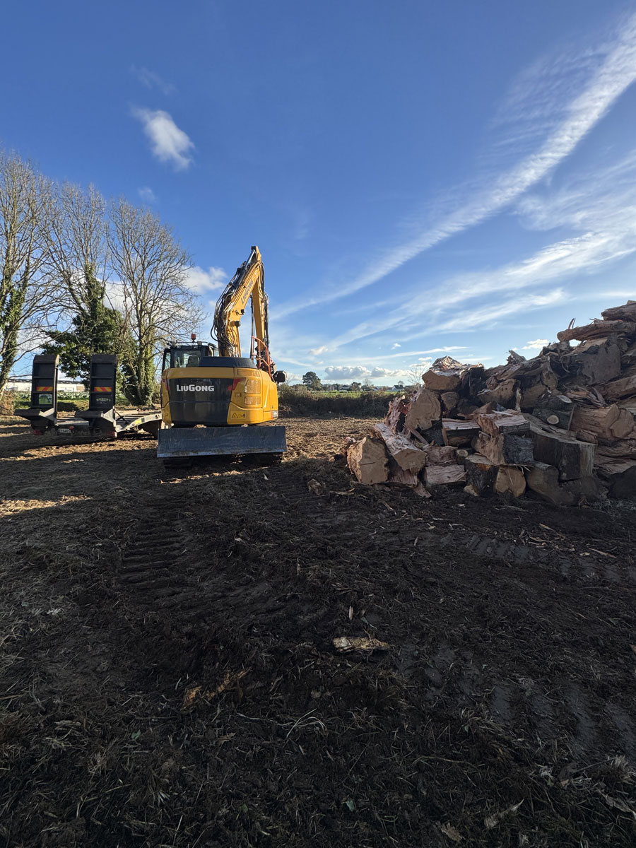 Coupe arbre Locquirec Trégor