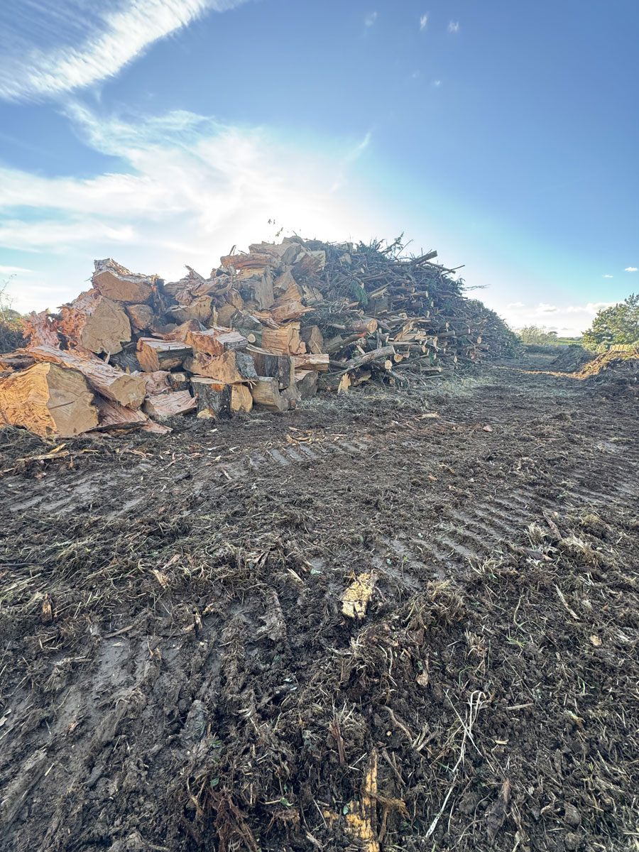 Coupe arbre Plestin Trégor