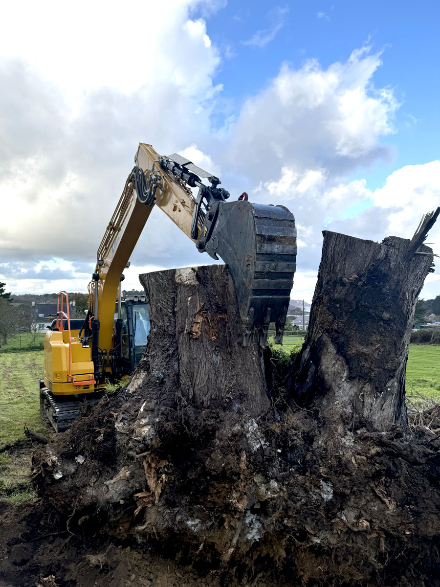 Coupe racine arbre Côtes d'Armor