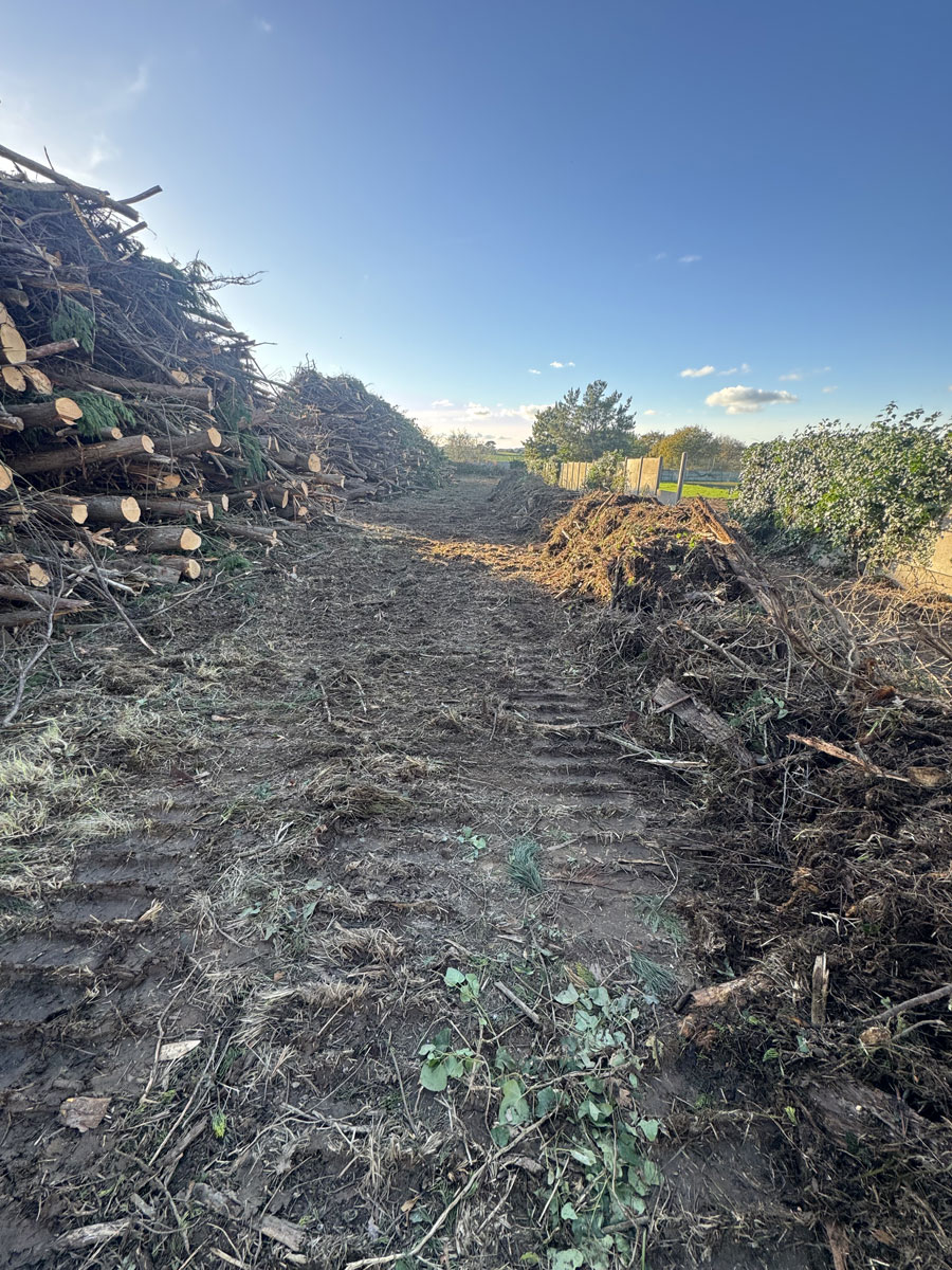 Coupe  abattage arbre Locquirec Lannion