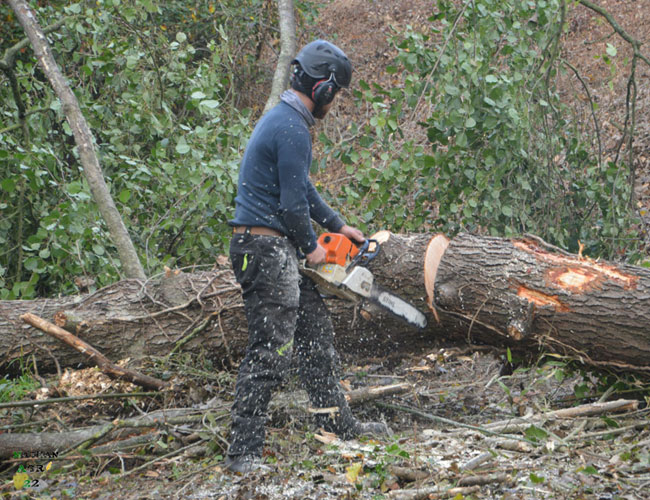 Équipe SAVEAN & Fils spécialisée en élagage et abattage d'arbres