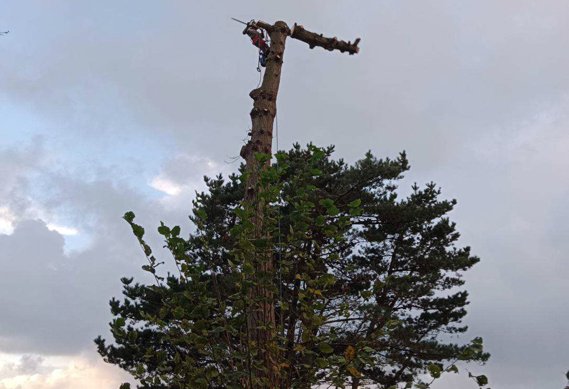 abattage coupe tronçonneuse savean