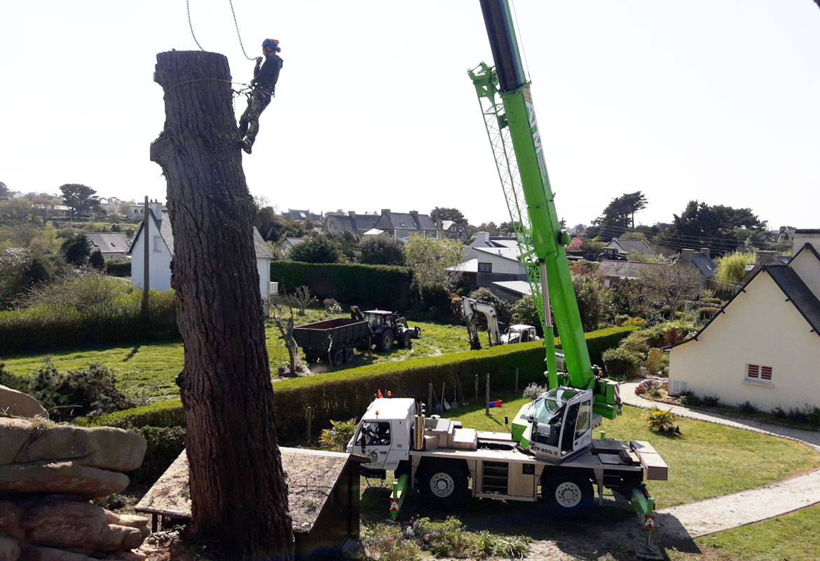 abattage arbre cotes armor savean