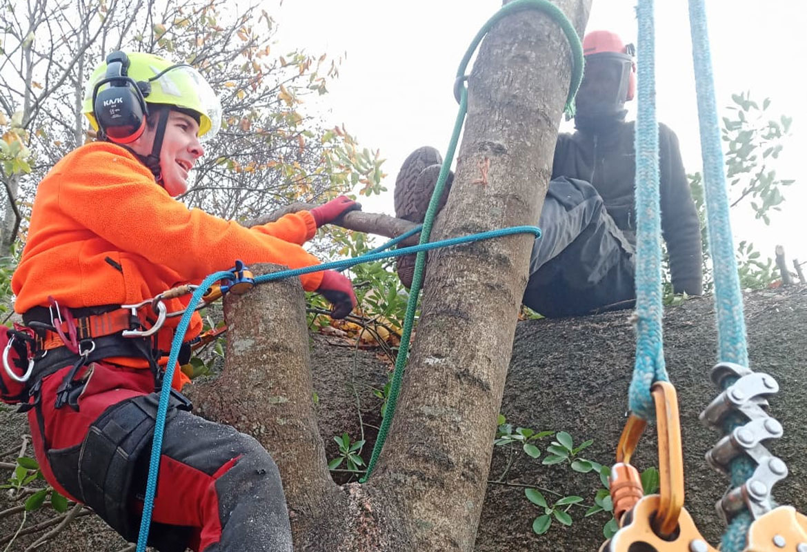 travaux coupe arbre cotes armor savean