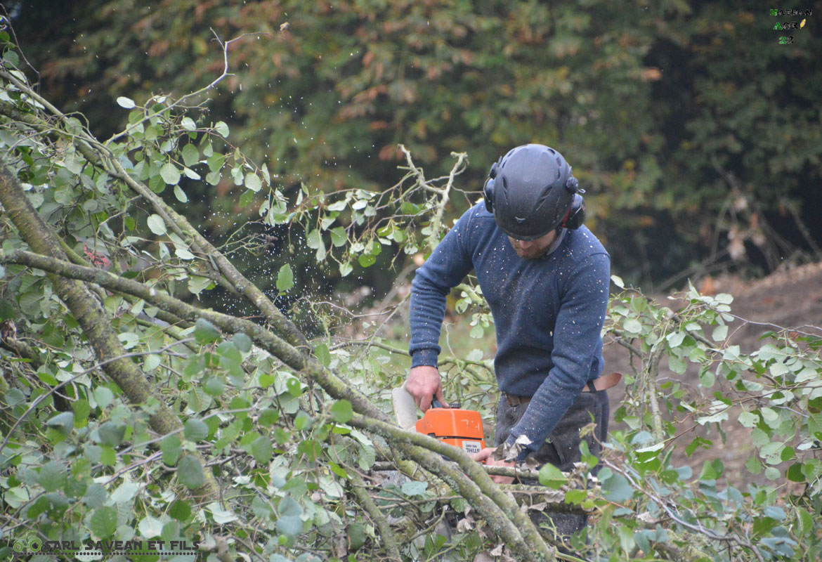 abattage coupe arbre tregor goelo savean