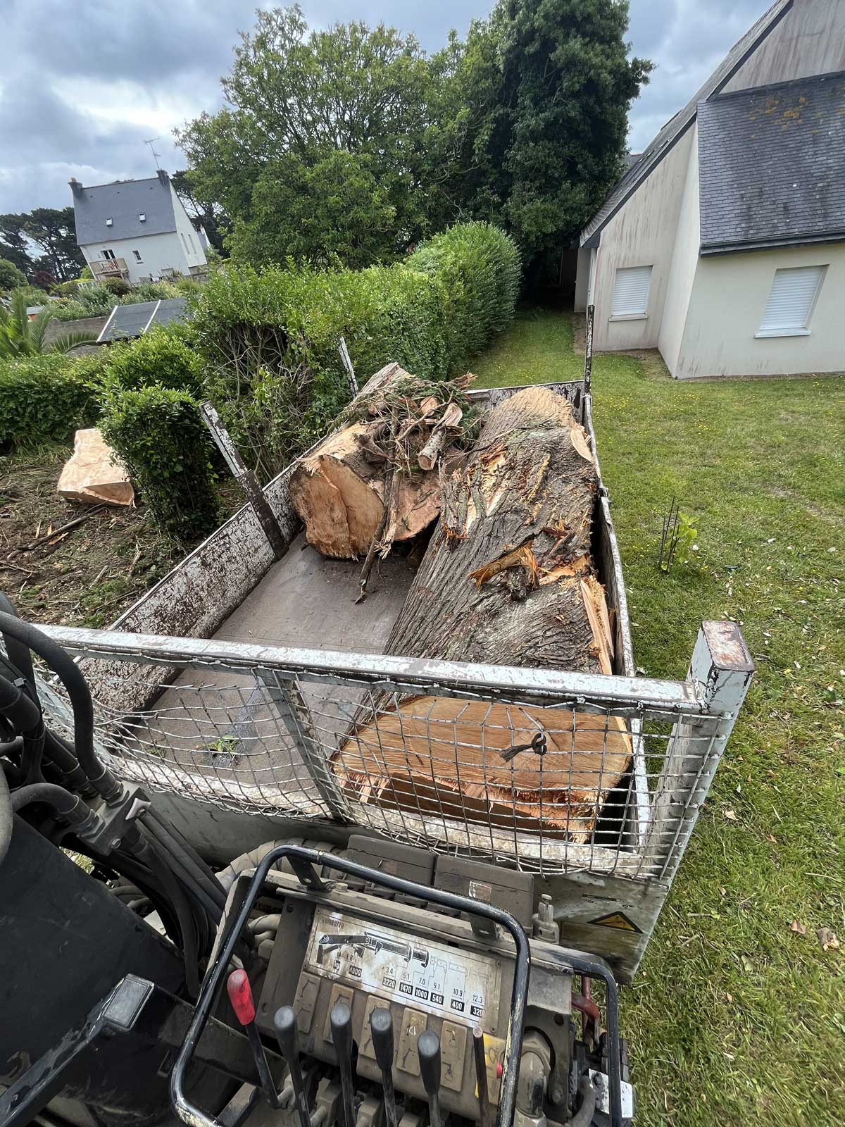 Abattage arbre cyprès Trégastel
