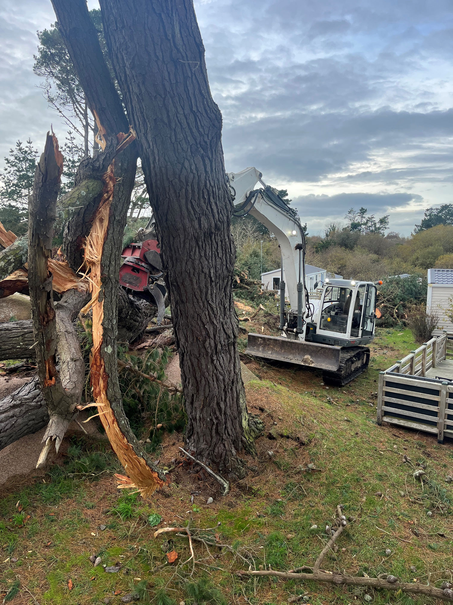 Abattage arbre tempete ciaran bretagne savean
