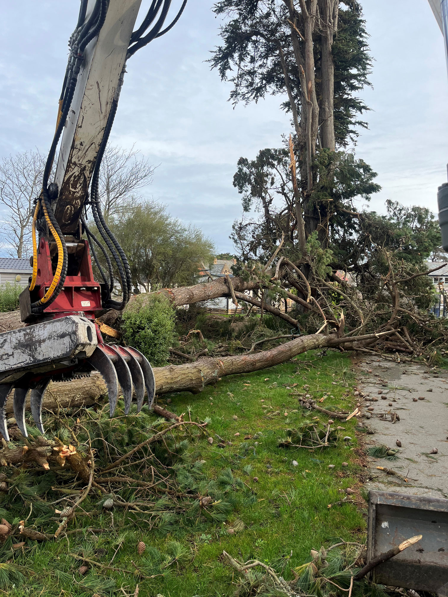 Coupe arbre tempete ciaran bretagne savean