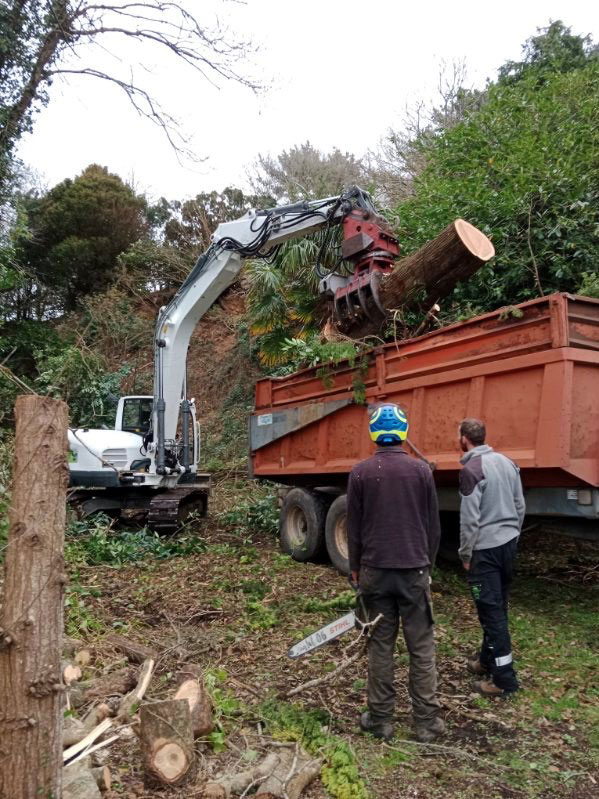 Abattage elagage arbre tempete ciaran bretagne savean