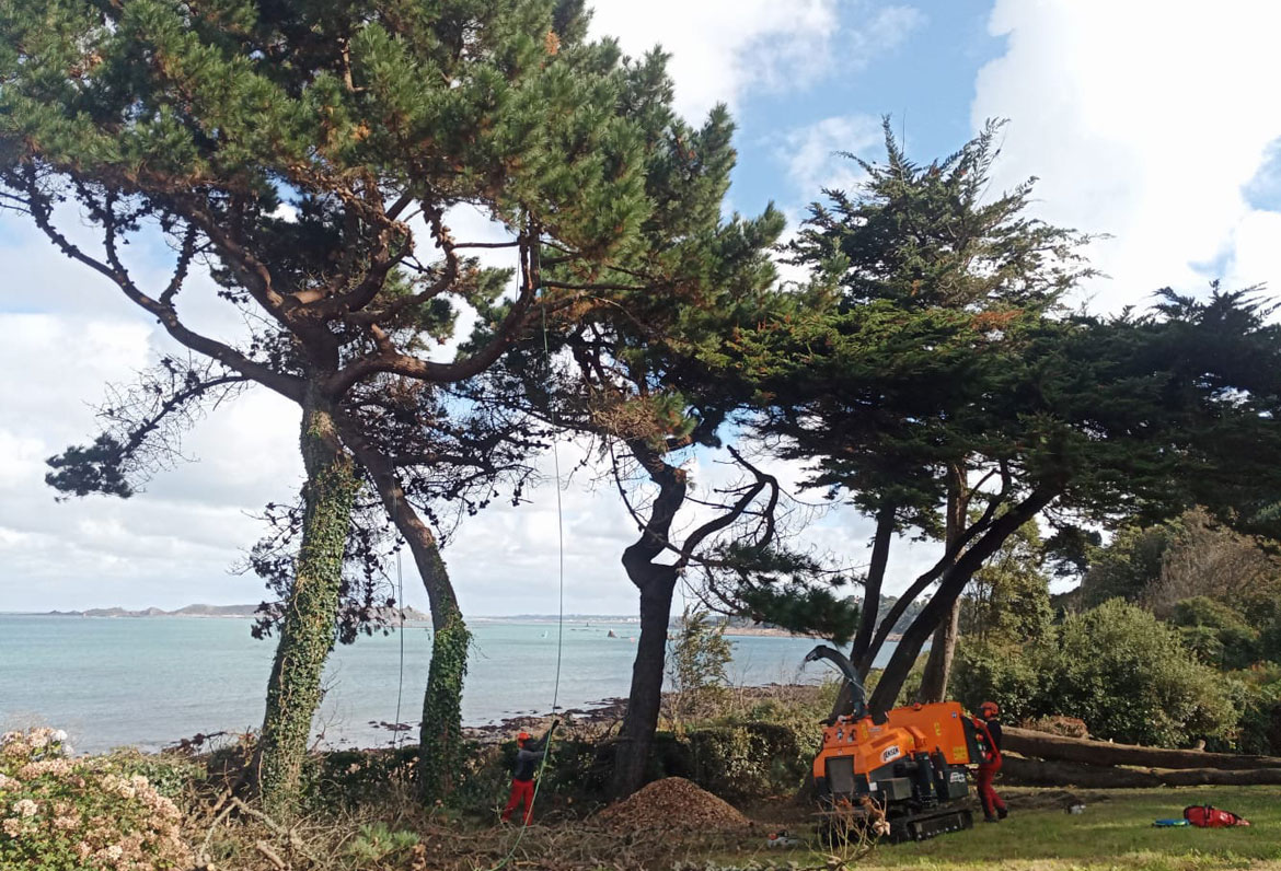 Broyage bois arbre Savean Côtes d'Armor