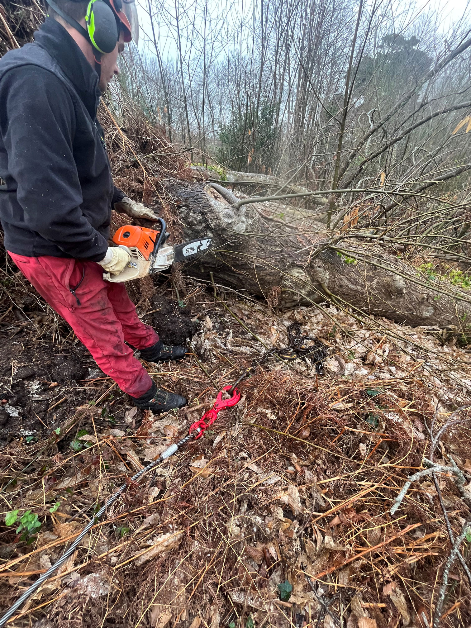 Broyage arbre tempête ciaran ploumanach savean