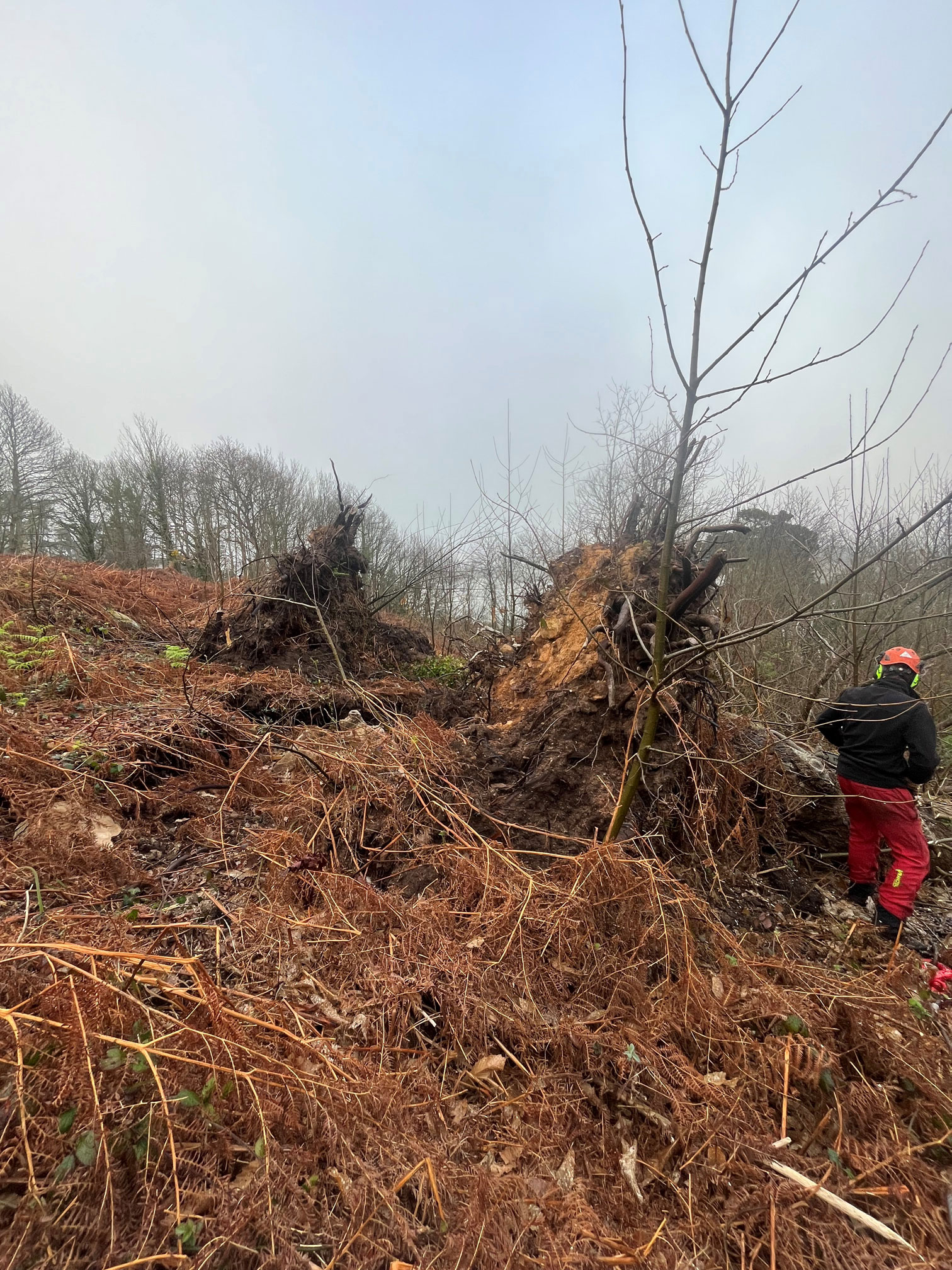 Broyage arbre tempête ciaran perros guirec savean