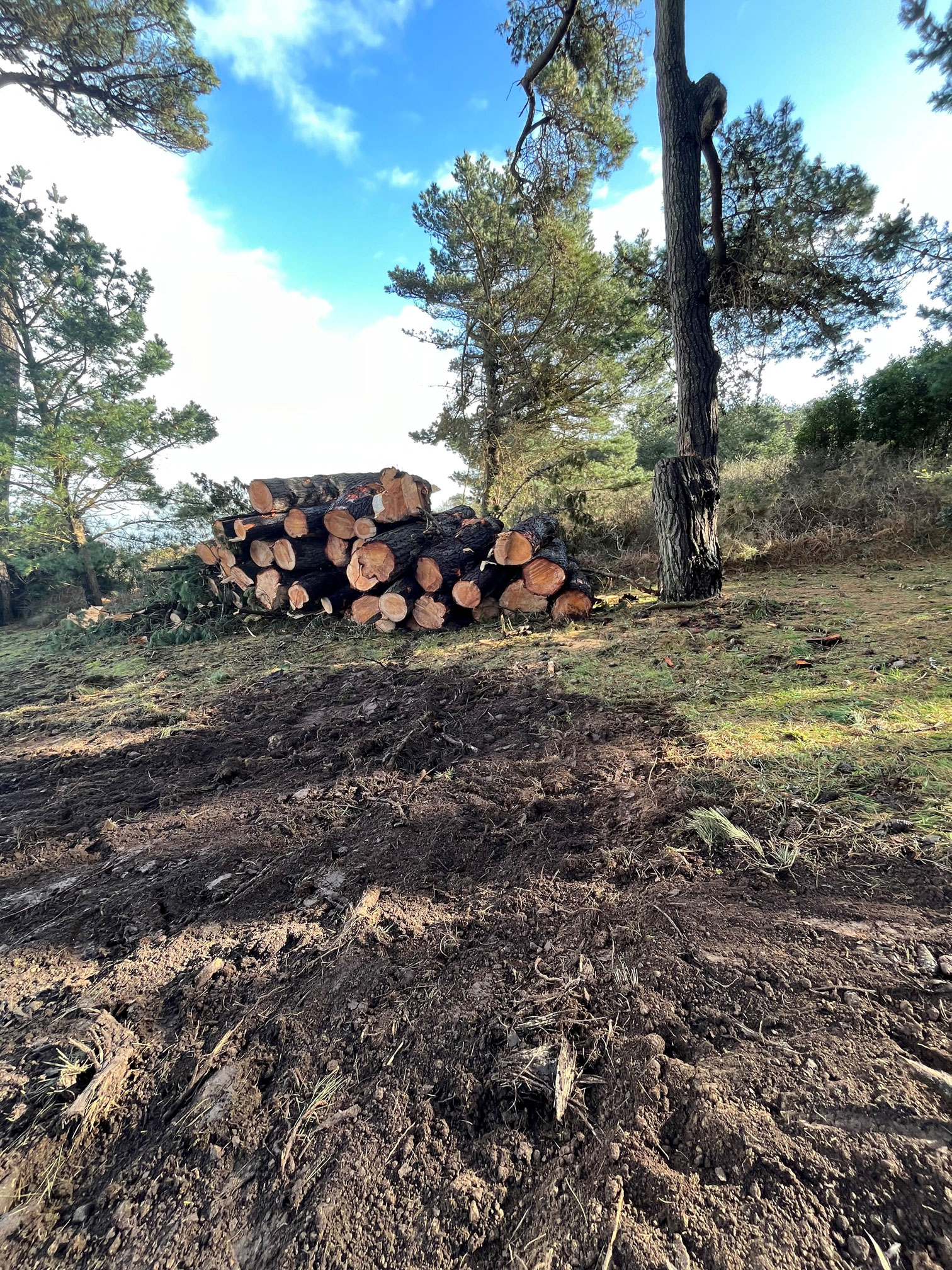 Déssouchage arbre savean tempête ciaran