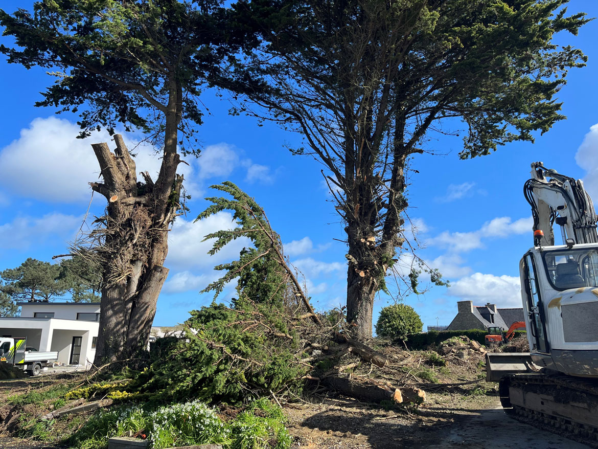 Demontage arbre cypres tregor savean