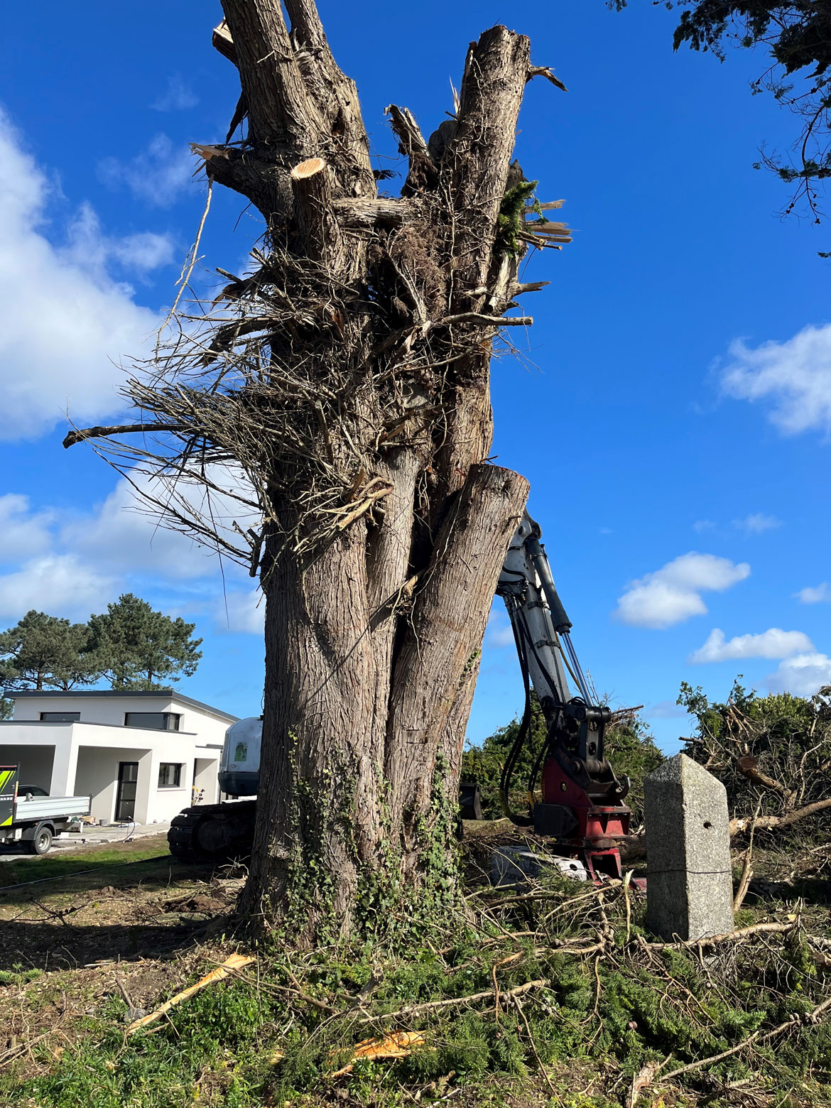 Demontage cypres coatreven rospez savean