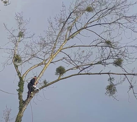 Démontage d'arbre à Yffiniac par nos élagueurs professionnels