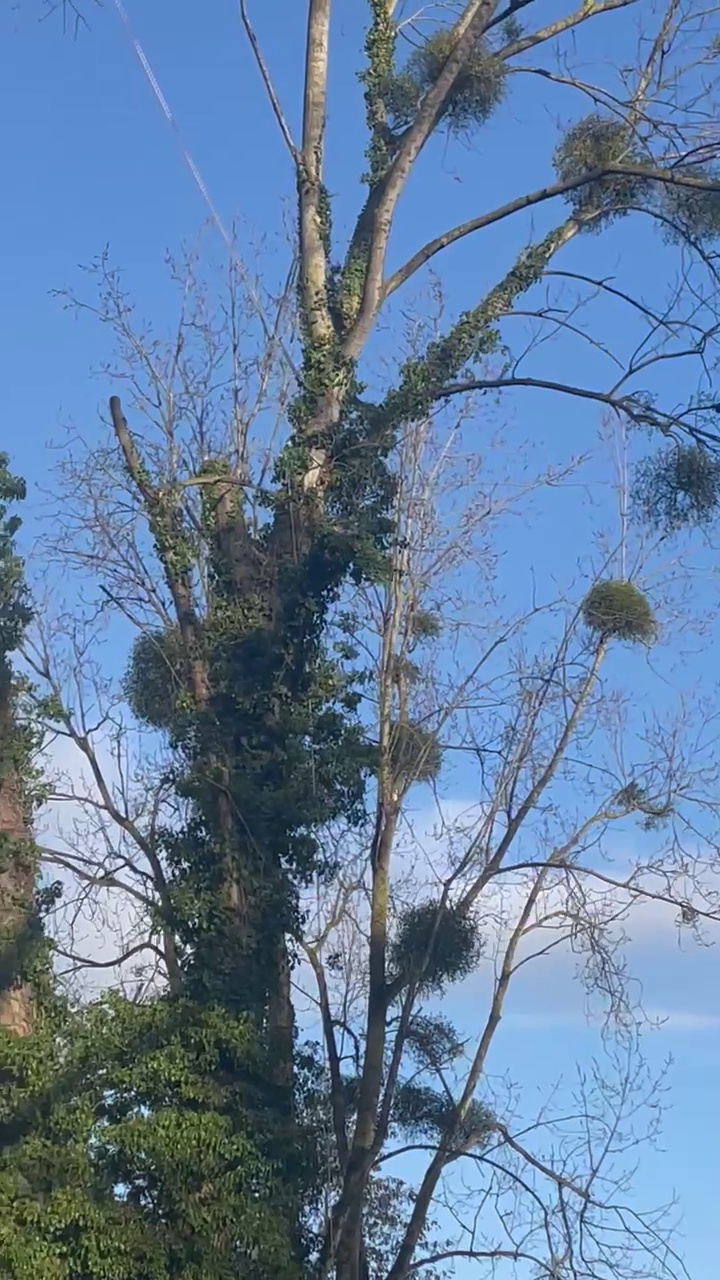 Démontage arbre saint brieuc Démontage arbre saint brieuc