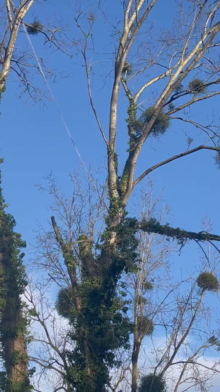 Démontage arbre guingamp Démontage arbre guingamp