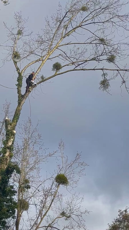 Démontage arbre Yffiniac Démontage arbre Yffiniac