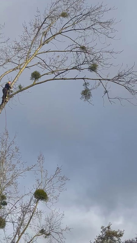 Démontage arbre Lannion Démontage arbre Lannion