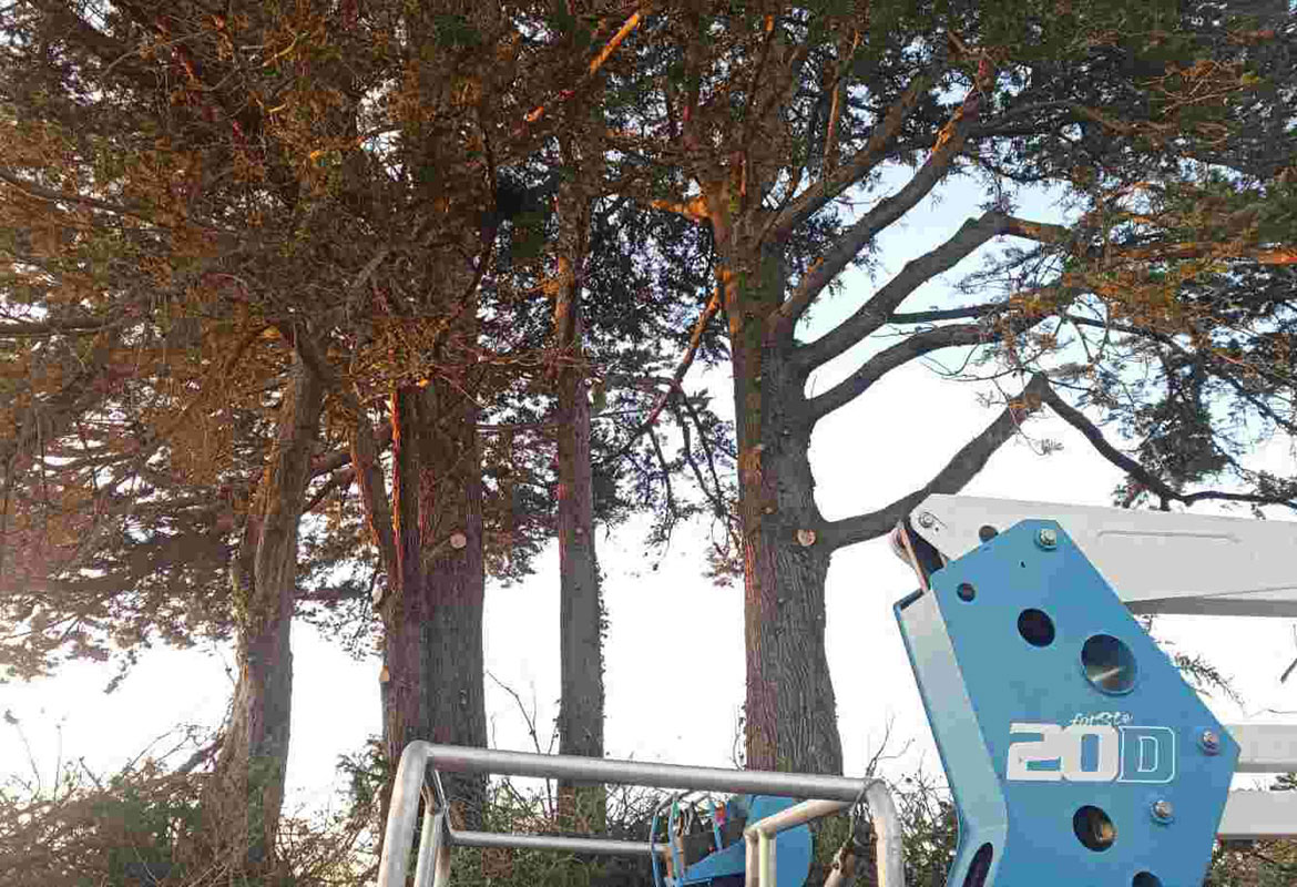 abattage arbre cotes armor savean