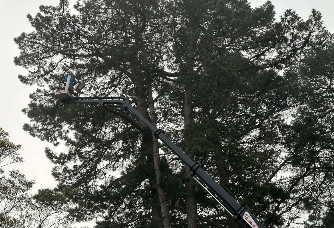 Elagage coupe arbre goelo savean