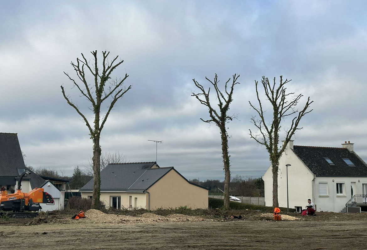 Elagage coupe arbre argoat tregor savean