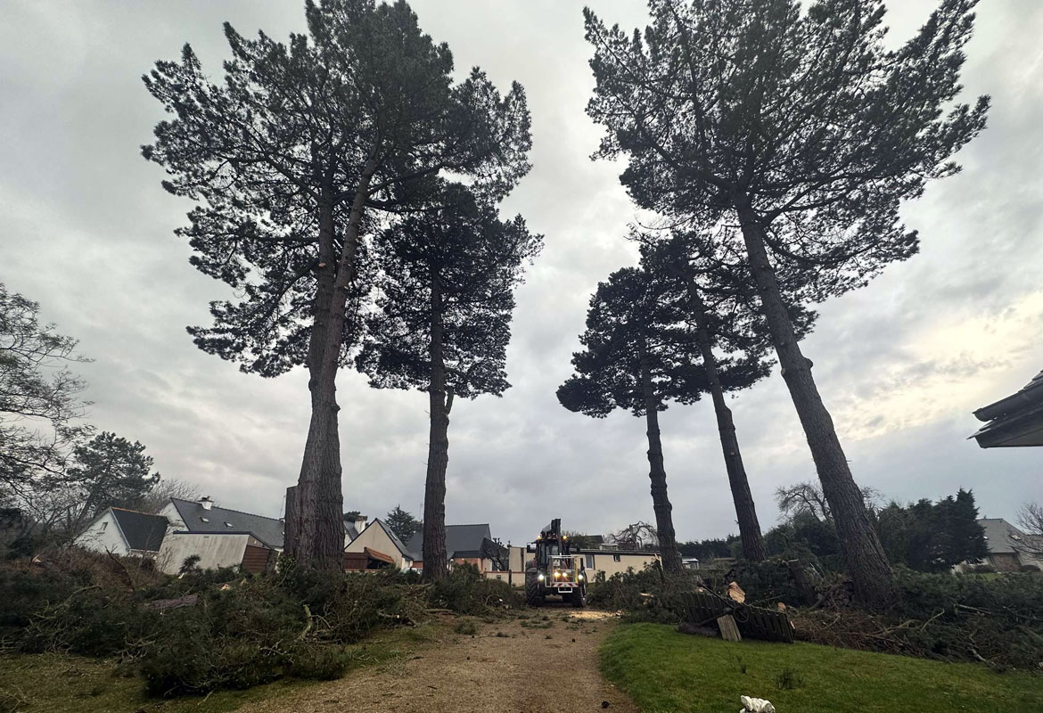 Elagage coupe arbre elagueur savean