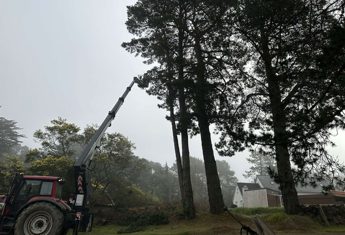 Nacelle grue bois arbre