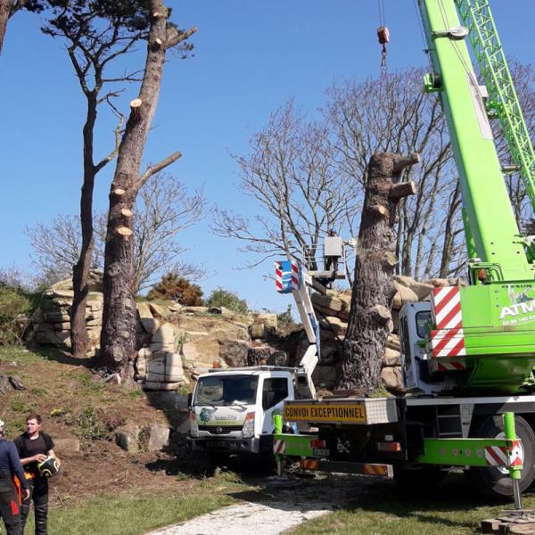 Abattage coupe arbre en Côtes d'Armor