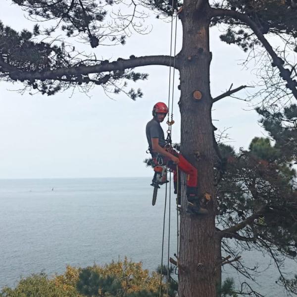 Elagage arbre en Côtes d'Armor