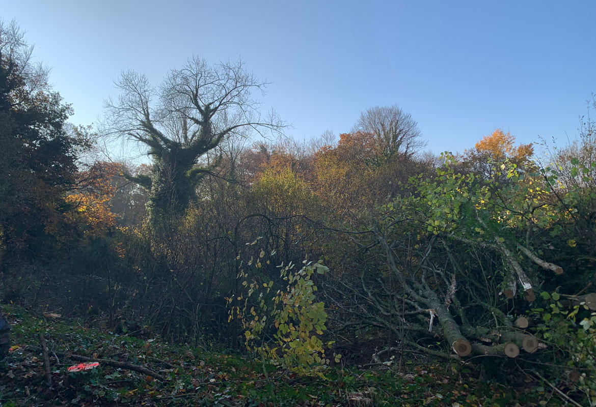 Travaux forestier 22 savean